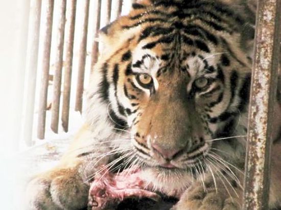 В Центре реабилитации диких животных края «Утес» появился новый постоялец - конфликтный тигр Упорный