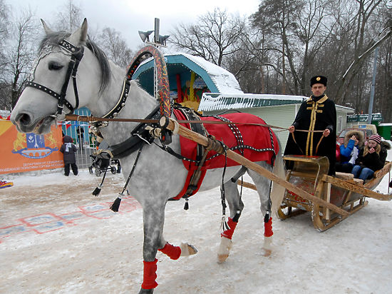 Передвигаться по территории Московского зоопарка зимой вскоре можно будет на санях на тройке лошадей