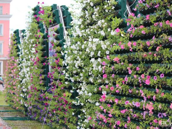 В Якутске зацвела живая цветочная стена из 4 тысяч горшков
