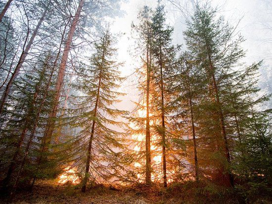 В Иркутской области лесные пожары  рвутся к населенным пунктам