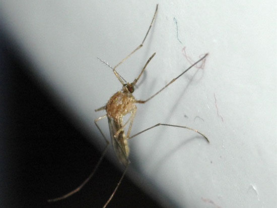 Опасную лихорадку распространяют комары