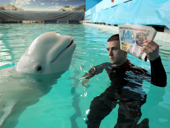 «МК» в Питере» поздравил дельфиненка Куплета с его первым днем рождения 