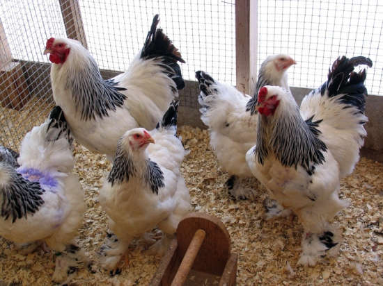 Бразильская курятина полностью заменит американскую на российском рынке