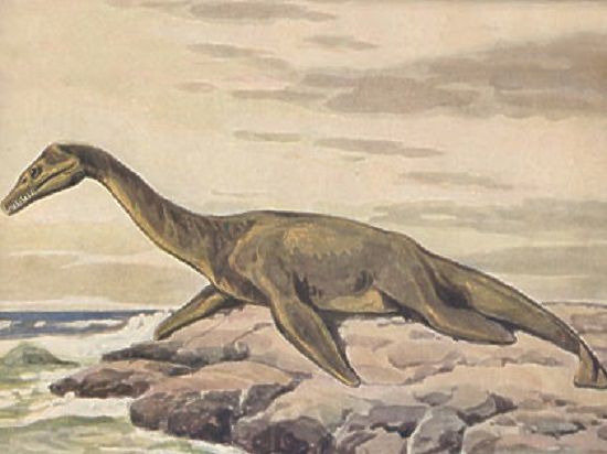 Животное имело длину тела в 4-7 метров, мощную шею и крупную голову