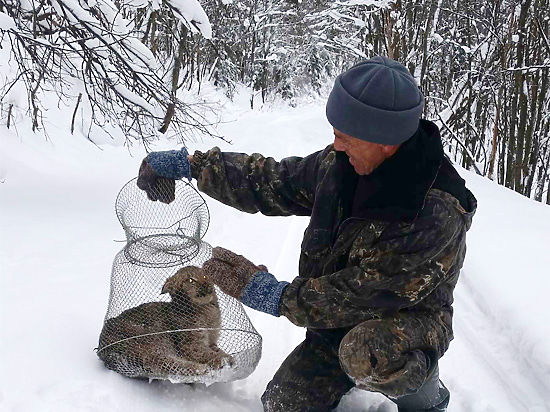 В небольшой город на Южном Урале частенько наведываются медведи, лоси и кабаны