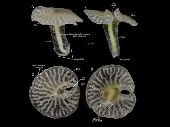 У существа есть... рот