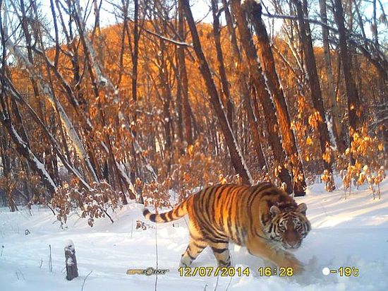 Владимир Путин лично выпустил в тайгу амурских тигров: Борю, Кузю и Илону