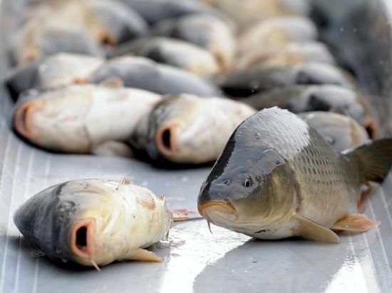 «Астраханский рыбный консервный завод» первым выручил крымских рыбаков