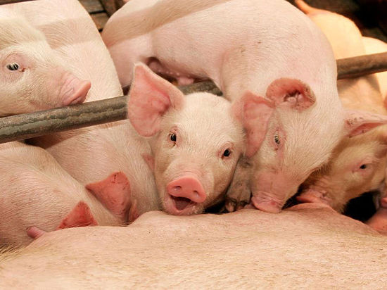 Жадность к бедности! Томская  компания  «Сибирская  Аграрная Группа» (САГ) может получить многомиллионный штраф  за необоснованное  повышение цен  на свинину 