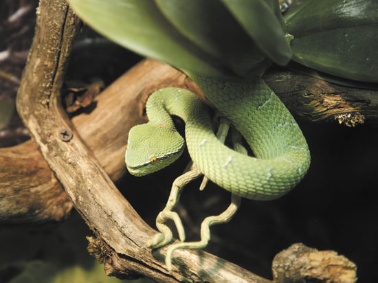 Полюбоваться на редкие виды змей, лягушек, ящериц и других экзотических рептилий смогут начиная со среды посетители Московского зоопарка