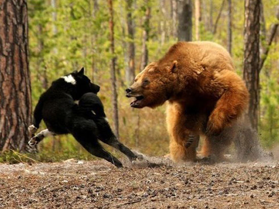 В 2014 году лимиты на добычу бурого медведя, соболя и других диких животных будут увеличены
