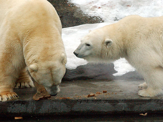 Детеныши скоро появятся у двух самок белых медведей, а их сородичи тем временем отправились на боковую