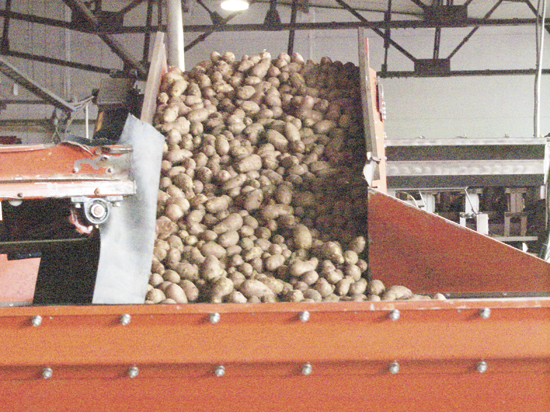 В Тюменском регионе картофель выращивают даже в пробирках 
