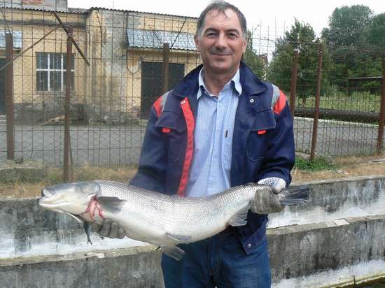 «Зелёный свет» каспийскому лососю дают рыбоводы Осетии

