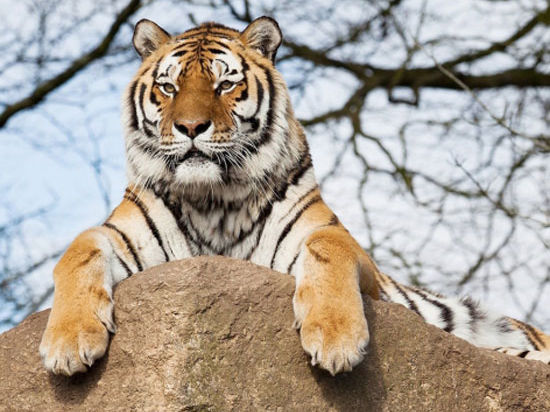 Трех тигров выпустят в Приамурье под присмотром Владимира Путина