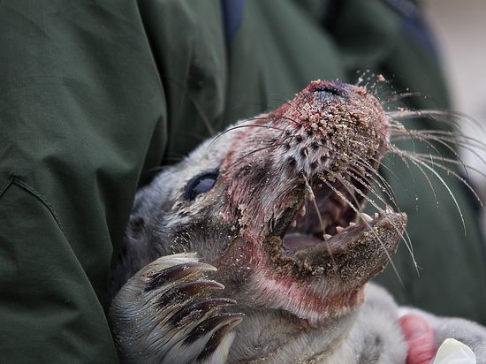 Сотрудники Калининградского зоопарка спасли тюлененка, разбившего нос о камни