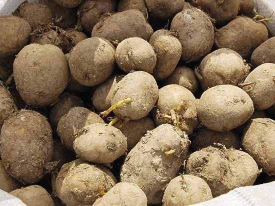 Европейские ученые разработали новый сорт трансгенного картофеля 