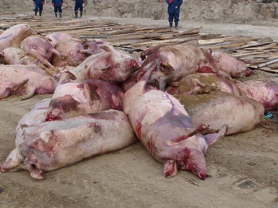 Африканская чума свиней собирает свой урожай
