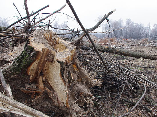 Зеленодольскую часть лесопарка вырубили под корень. Место вековых сосен займут «объекты придорожного сервиса»
