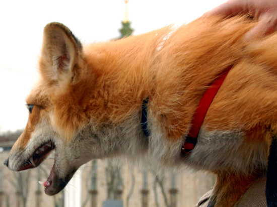 Дикие лисицы поселились в «Сокольниках» впервые за всю историю парка