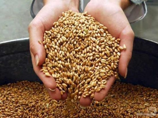 Омские аграрии отчитались о завершении уборочной: собрано 3,3 млн тонн зерна