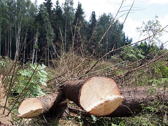 Власти проверят приватизацию леса в Сабурове