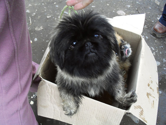 Беспородными животными в Бишкеке часто торгуют мошенники и садисты