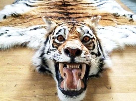 Председатель Союза художников Хабаровского края не знал, что за тигров можно получит срок 