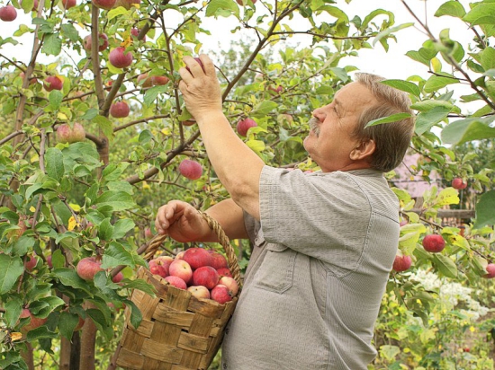 Кубань обеспечит Россию местными фруктами