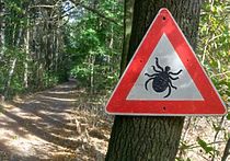 На фоне коронавируса не нужно забывать о клещах