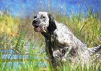 О дальности причуивания легавых О дальности причуивания легавых